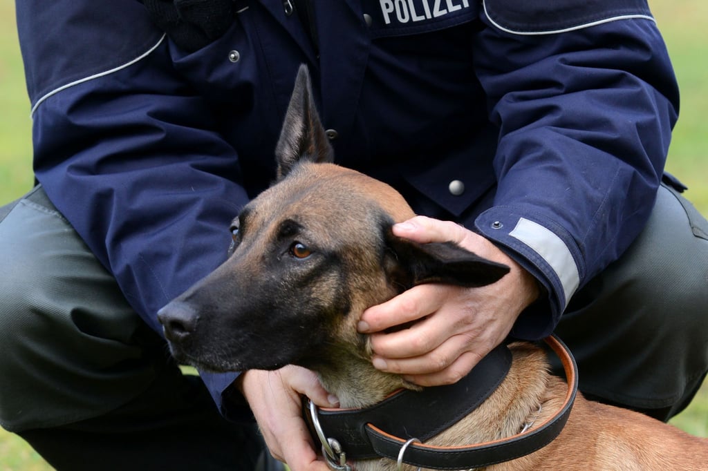 Polizeihund „Nacho“ schnappt in Herford Einbrecher