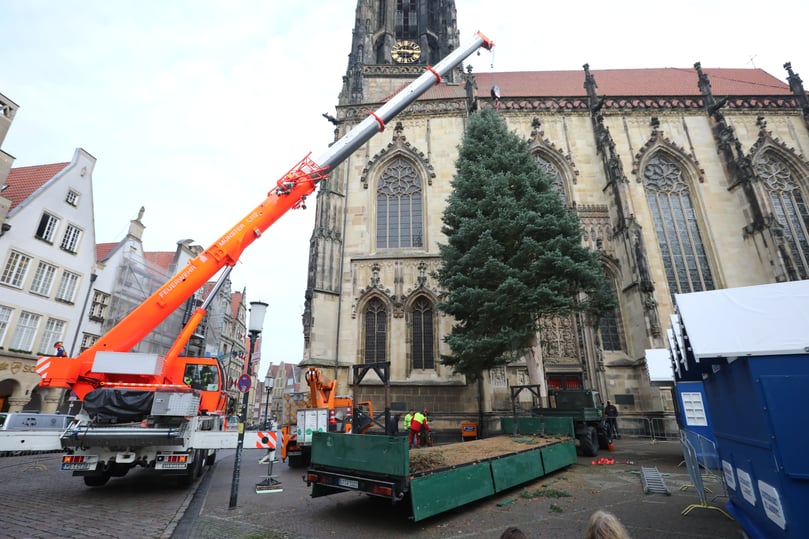 Vor der Lamberti-Kirche in Münster wurde am Donnerstagmorgen die große Tanne aufgestellt.