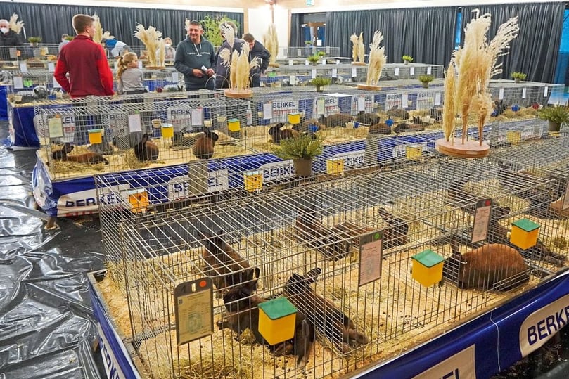 Stadtverbandsausstellung der Rassekaninchen im Begegnungszentrum Meerwiese