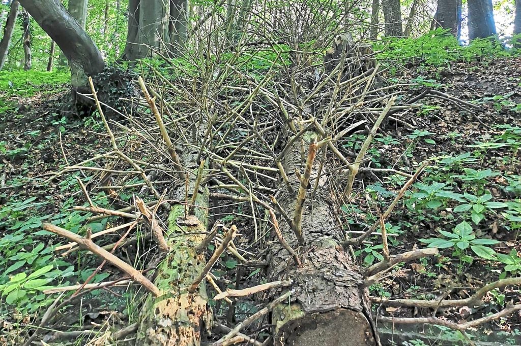 56+ Der Garten Wird Ist In Einen Schlechte Zustand, Doch schon mit