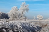 In den Tagen vor Weihnachten sorgten Frost, Nebel und Sonnenschein für beeindruckende Naturschauspiele rund um Havixbeck.