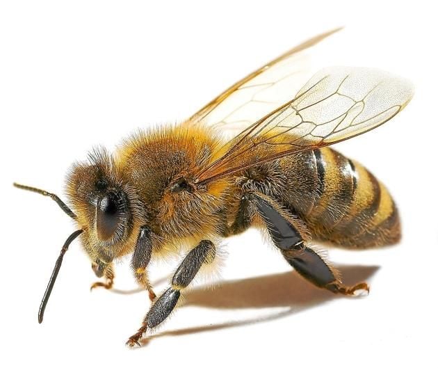 Bienensterben treibt heimische Imker um: Sind die Pestizide schuld?