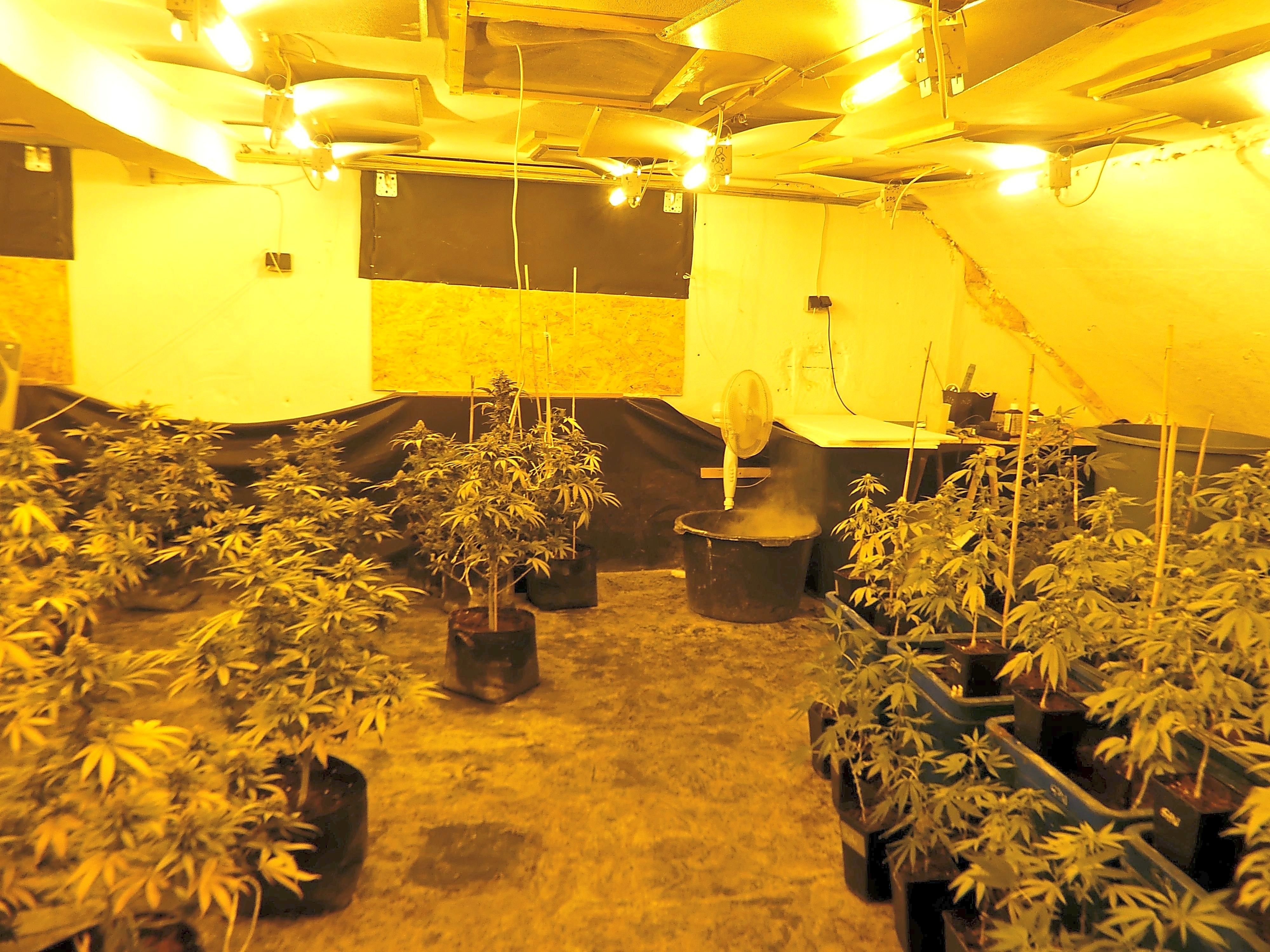 Polizei Entdeckt Cannabis-Plantage