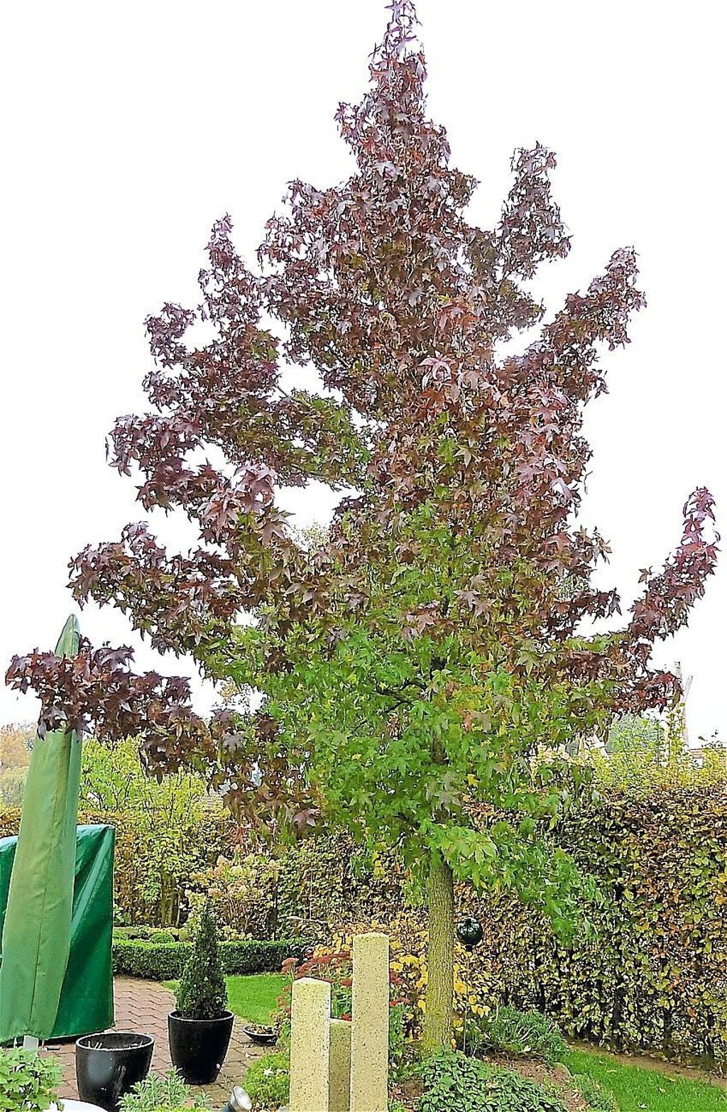 36+ Amberbaum Trägt Keine Früchte, Ganz einfach, sind die