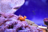 Clownfisch:&nbsp;Anemonenfische, auch bekannt als Clownfische, sind eine Unterfamilie der Riffbarsche, die in enger Symbiose mit See-Anemonen leben. Dabei bevorzugen die einzelnen Arten das Zusammenleben mit ganz bestimmten Arten von Anemonen. Die Symbiose ist ideal: Die Anemonen bieten den Fischen, die allesamt schlechte Schwimmer sind, Schutz vor Raubfischen. Auch die Anemonenfische schützen ihre Symbiosepartner vor Feinden. Anemonen, deren Fischpartner weggefangen wurden, werden bald von Falter- oder Feilenfischen gefressen.