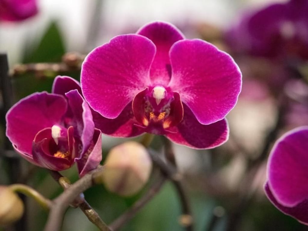 Richtig gießen Orchideen brauchen zimmerwarmes Wasser