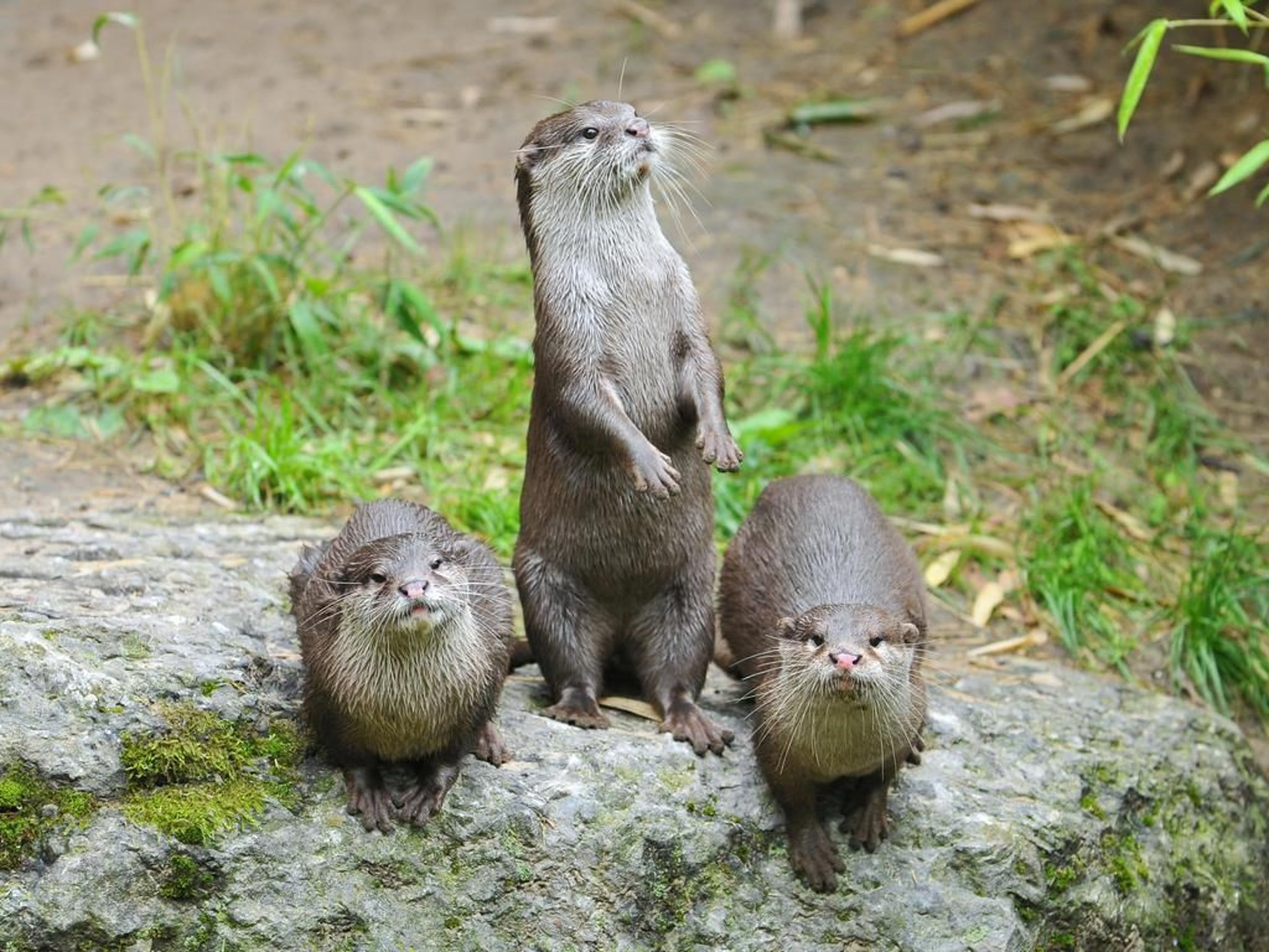 Otter sind beliebte und bedrohte Tiere