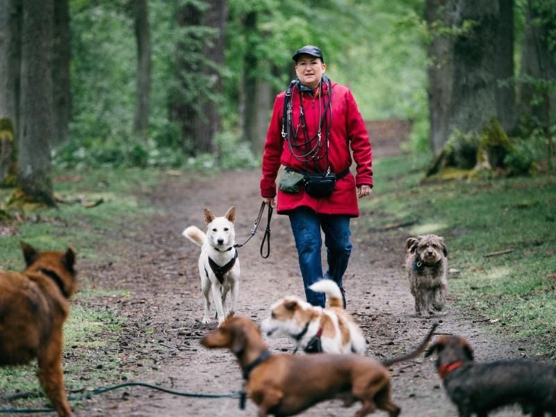 Gassi Service Mit Der Hunde Gang Ins Grüne 8298