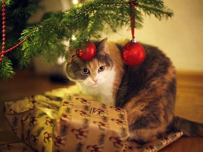 Hilfe, meine Katze hat Lametta gefressen!