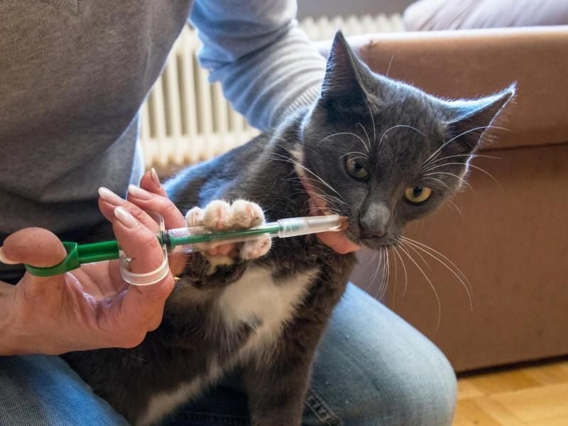 Bei Flohbefall auch an Wurmkur für Hund oder Katze denken