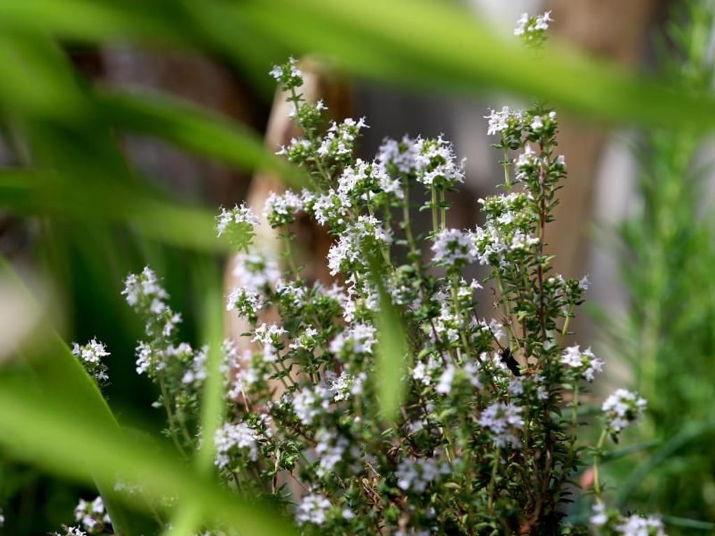 36+ Natur Im Garten Rezepte Thymian, Unser ratgeber bietet dir