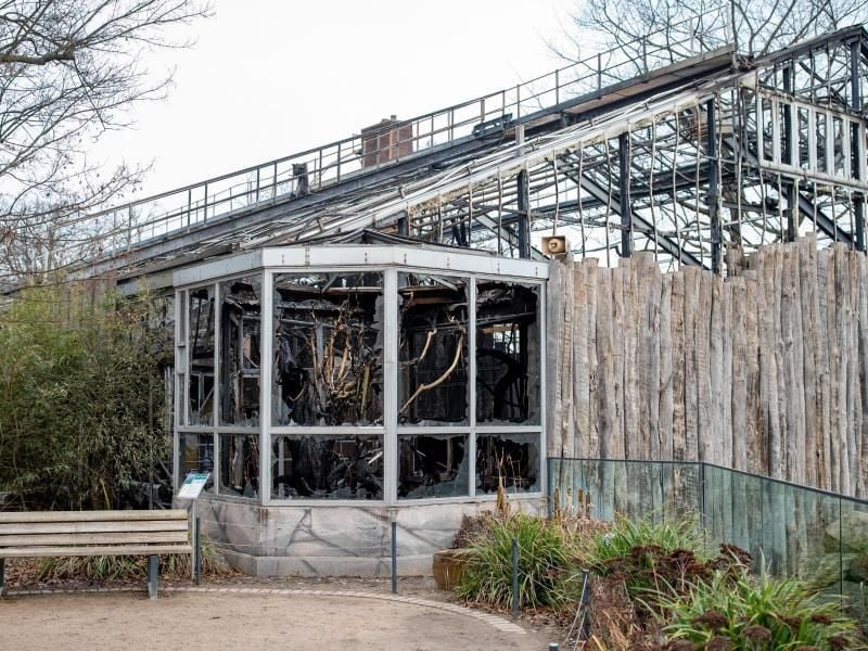 Krefelder Zoo Nach Brand In Affenhaus Wieder Geöffnet