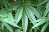 Blick auf eine Cannabispflanze.
