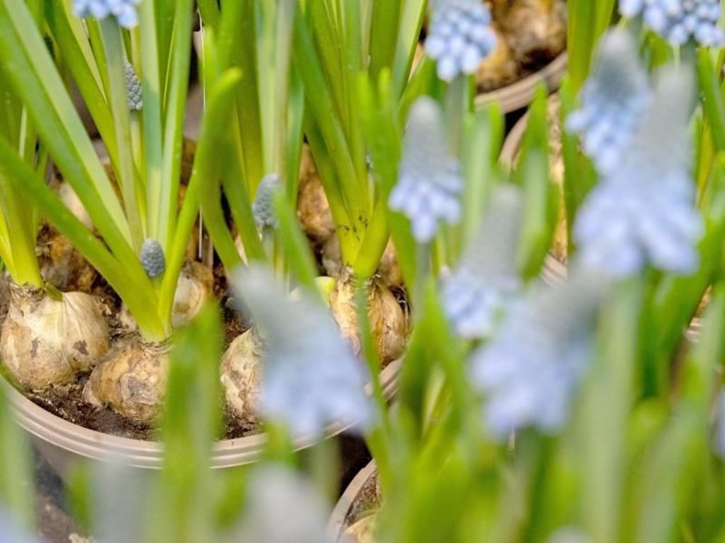 Blumenzwiebeln im Topf pflanzen