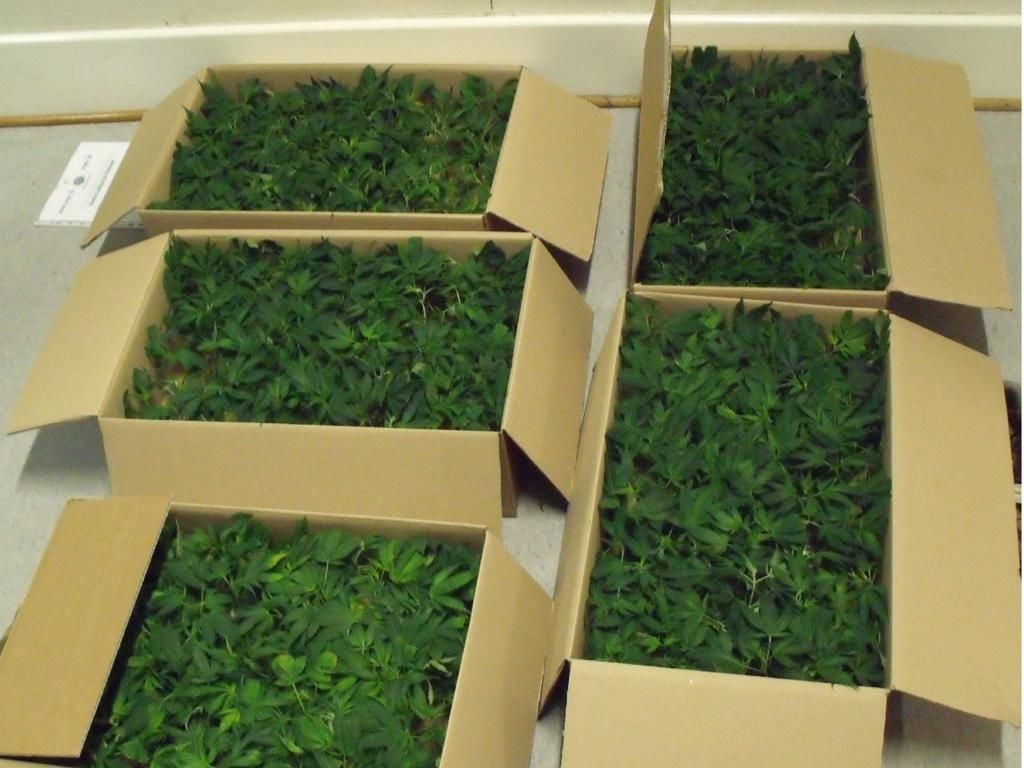 Mann aus dem Kreis Paderborn mit 1560 CannabisStecklingen erwischt