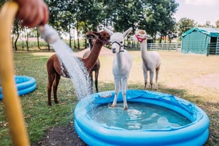 Wenn Alpakas baden gehen