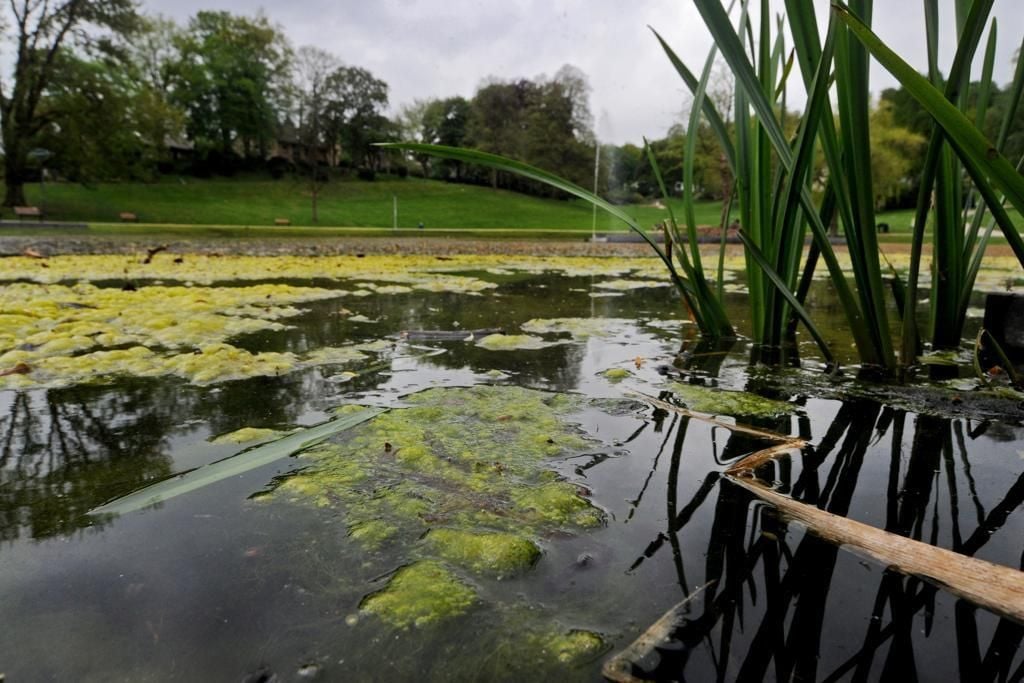 Im Teich muss gemäht werden