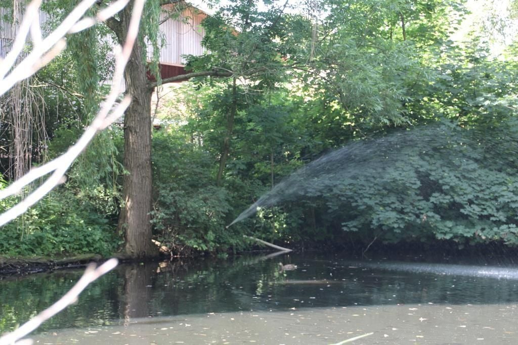 Fische sterben im DustholzTeich