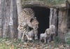Mama «Isantya» hat am 4. Oktober drei weibliche Geparden-Babys im Allwetterzoo zur Welt gebracht. 