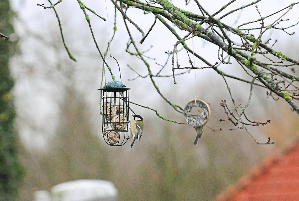 Futterknödel Früchtchen - Futterstation für Wildvögel von Die