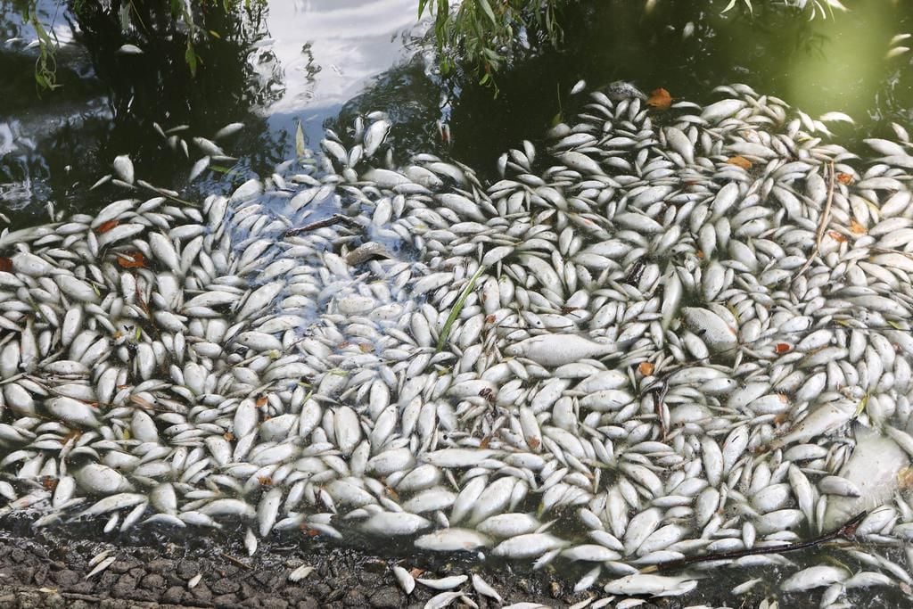 Expertin spricht Empfehlungen nach Fischsterben im Aasee aus