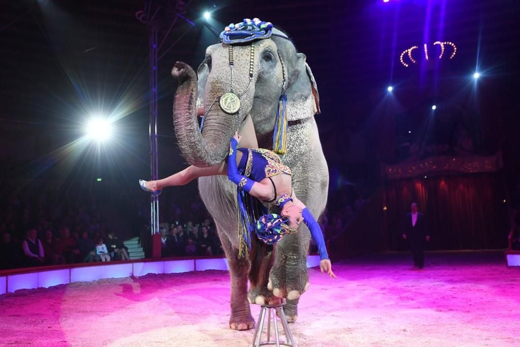 »Circus Krone« Elefant stürzt bei Zirkusvorstellung in Zuschauerbereich