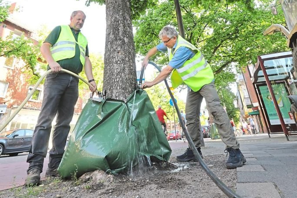 Warum sich in Münster eine „Baumscheibenliebe“ entwickelt hat