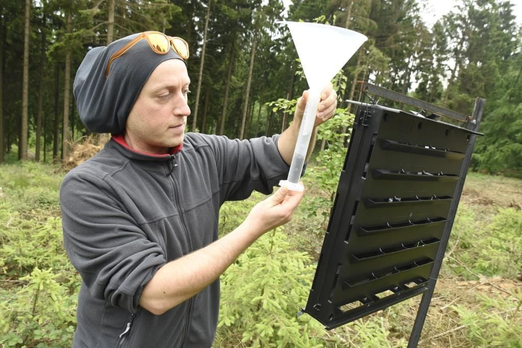 Viele Borkenkäfer in Ostwestfalen