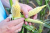 
Während einige Maispflanzen noch Kolben ausbilden, bleibt der Ertrag bei vielen anderen spärlich.