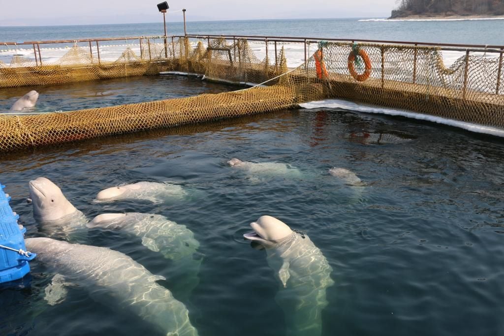 Wladiwostok: Belugas schwimmen in einer abgesperrten Anlage. Im Osten Russlands sind 100 Wale in einer kleinen Anlage eingesperrt.
