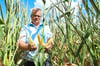 Albert Rohlmann zeigt die Probleme, die die erneute Trockenheit dem Mais gemacht hat. Auch wenn die Pflanzen hochstehen, wird der Ertrag gering werden.