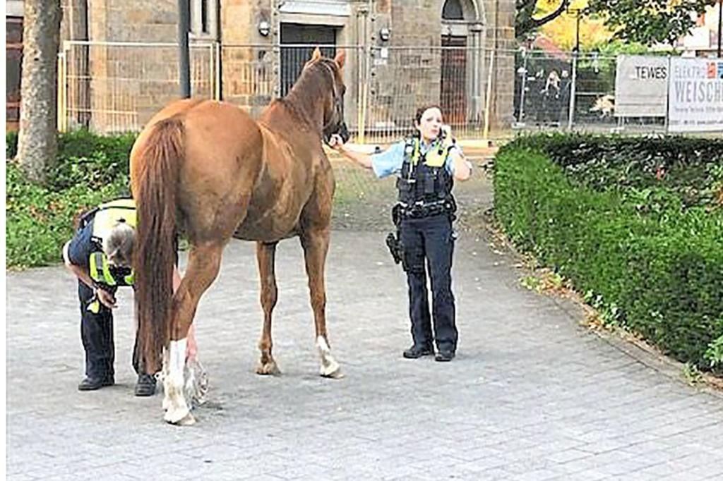 Reiterloses Pferd Sorgt Für Aufsehen