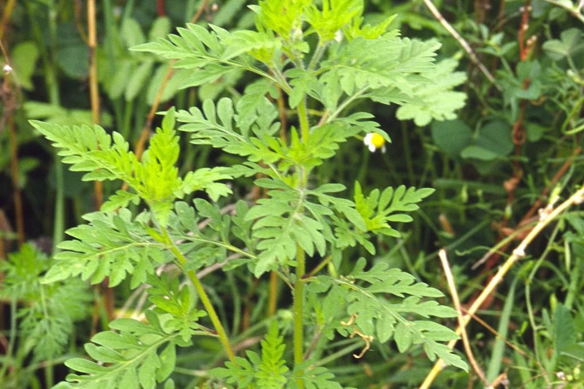 Vorsicht vor der Ambrosia