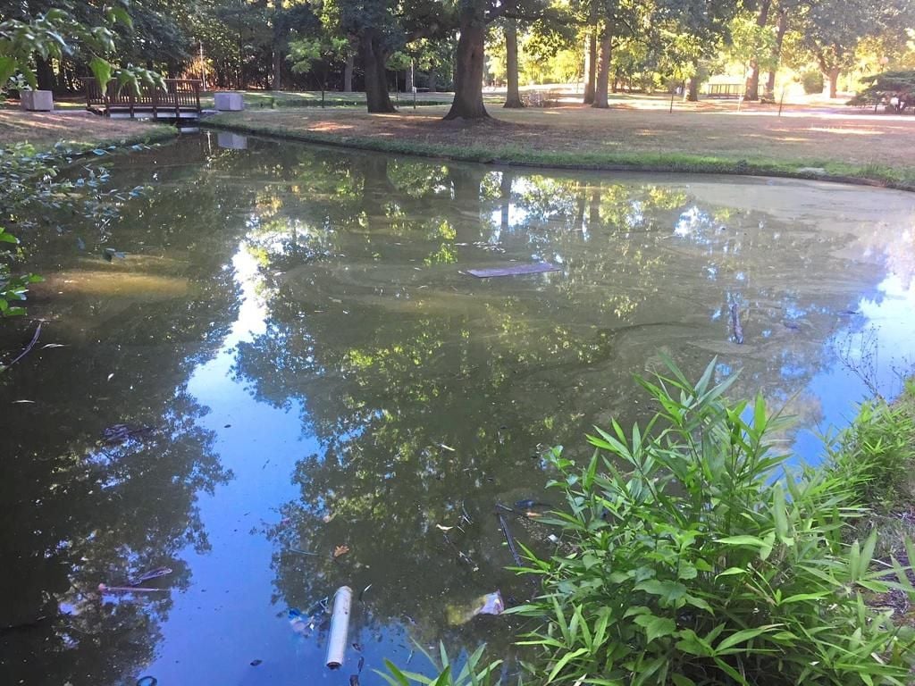 Teich im Stadtpark ist gekippt