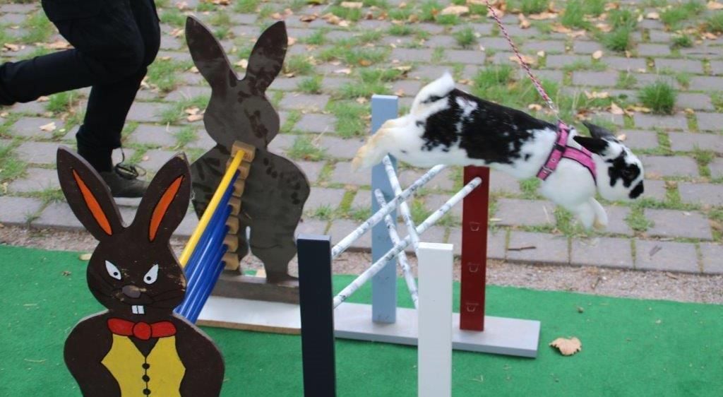 Wo die Kaninchen springen