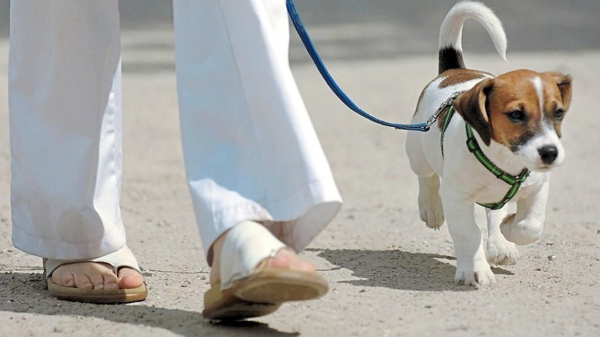 Warum Muss Man Hundesteuern Zahlen Analyse: So viel Hundesteuer zahlen Münsteraner im Städte-Vergleich