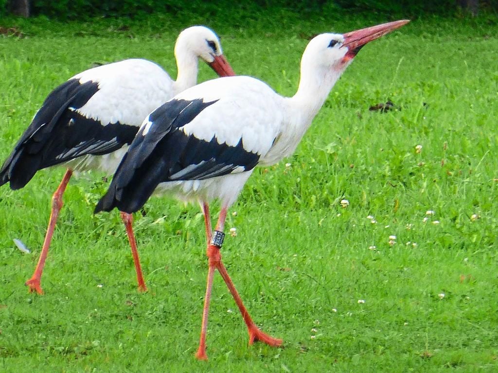Meister Adebar liebt Münster