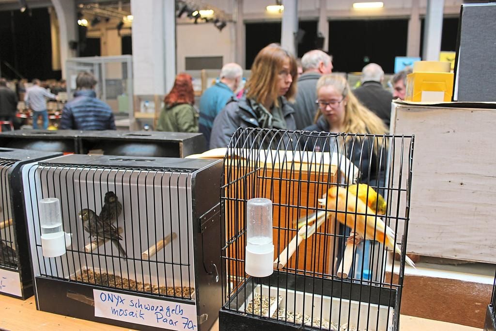 Ein Mekka für Vogelzüchter