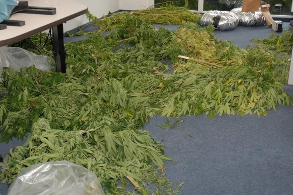 Hanf im Garten angebaut