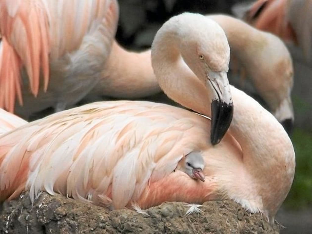 Flamingo Drei, Der Im Wasser Mit Ente Steht Stockbild - Bild von federn,  grösser: 61493651
