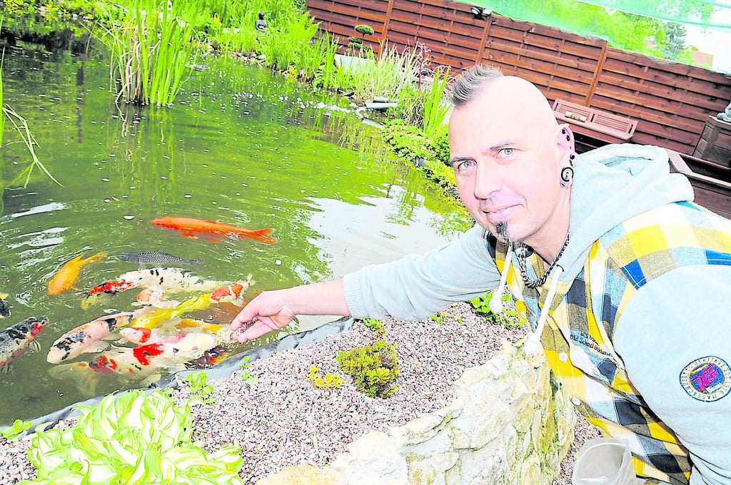 Gesellige Kois im Gartenteich