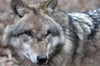 Die Sichtung eines Wolfes wurde vom NRW-Umweltministerium bestätigt.