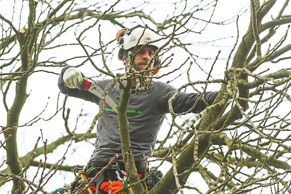 Arbeitsplatz Baum Gärtner mit Seil und Sicherung