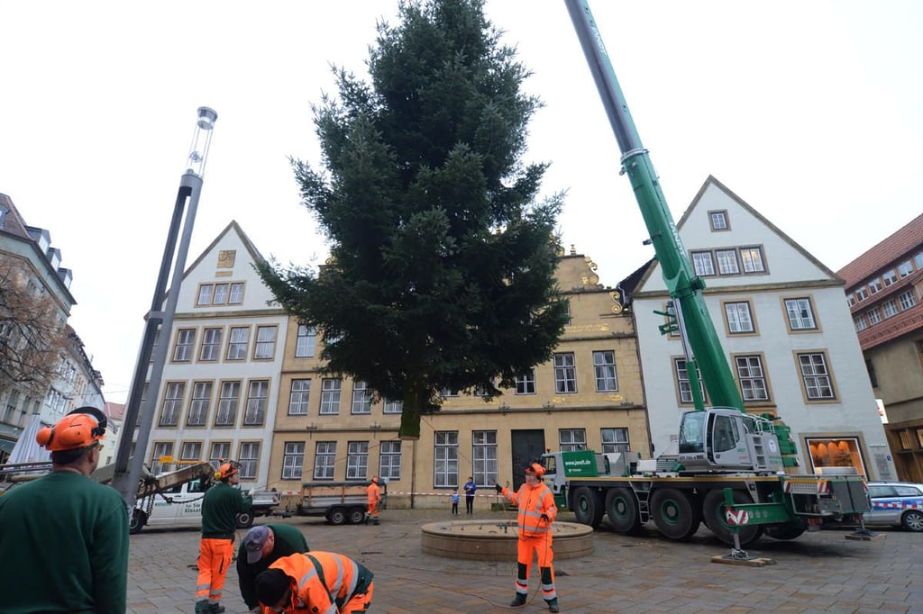 Der erste Weihnachtsbaum steht