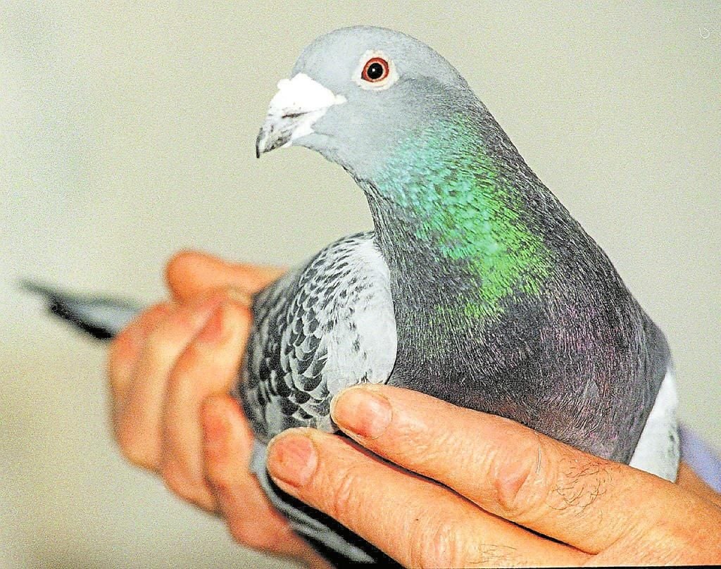 Die erfolgreichsten Brieftauben der Region