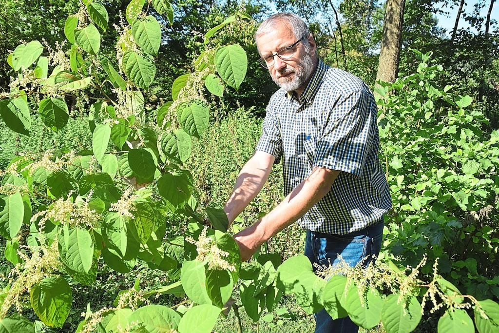 Glyphosat bald wieder im Einsatz