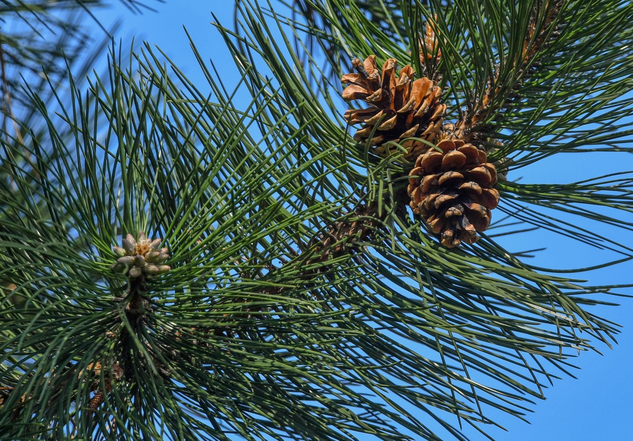 BGH urteilt Nachbar darf überhängende Äste abschneiden