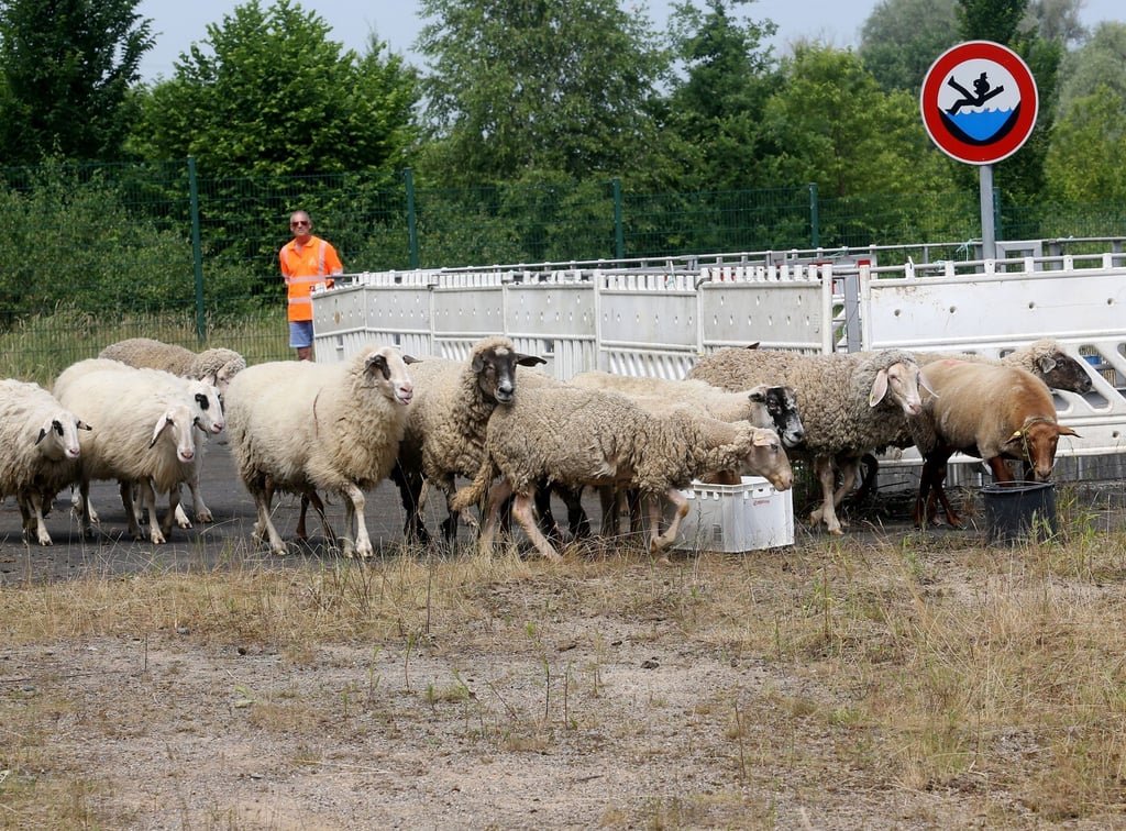 Schafe als Rasenmäher an Ruhrgebietsautobahn