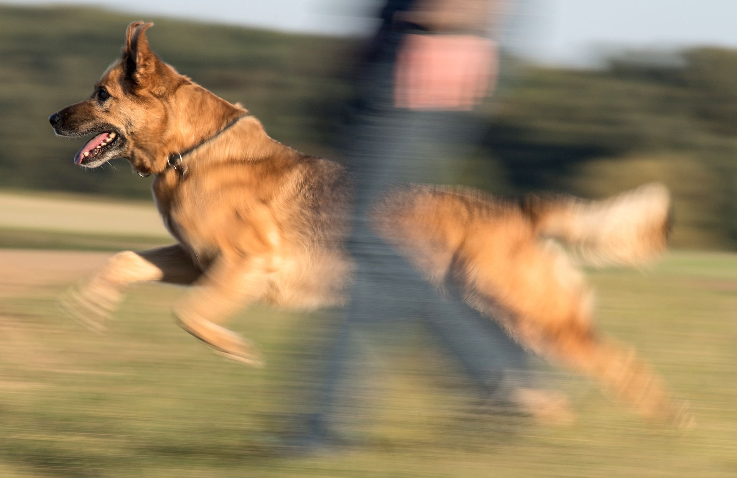 Bielefeld: Schäferhund-Mischling Attackiert Junge Frau