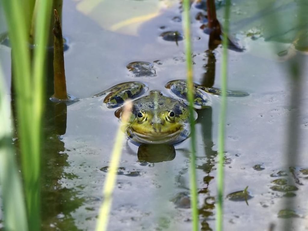Wie können Fische und Frösche im selben Teich leben?